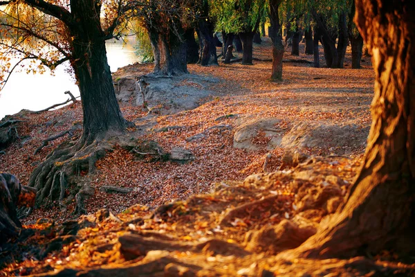 Prachtige bomen in de herfst bos in de buurt van de rivier, fel zonlicht bij zonsondergang — Stockfoto