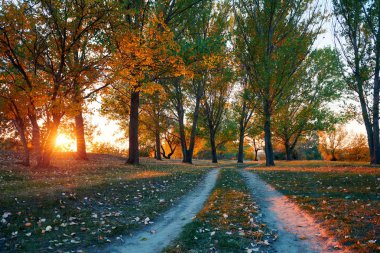 toprak yol ve sonbahar ormanda, gün batımında gölgeler parlak güneş ışığı güzel ağaçlar