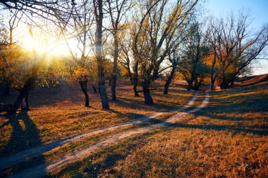 toprak yol ve sonbahar ormanda, gün batımında gölgeler parlak güneş ışığı güzel ağaçlar