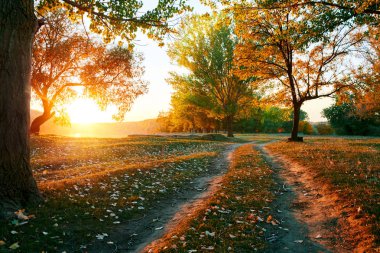 toprak yol ve sonbahar ormanda, gün batımında gölgeler parlak güneş ışığı güzel ağaçlar