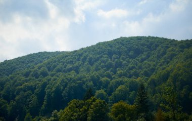 Güzel yaz manzara - tepelerde ladin, parlak güneşli bir günde bulutlu gökyüzü. Karpat dağları. Ukrayna. Avrupa. Seyahat arka planı.