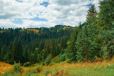 Güzel yaz manzara - tepelerde ladin, parlak güneşli bir günde bulutlu gökyüzü. Karpat dağları. Ukrayna. Avrupa. Seyahat arka planı.