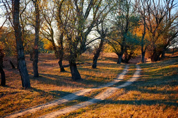 Земляна дорога і красиві дерева в осінньому лісі, яскраве сонячне світло з тінями на заході сонця — стокове фото