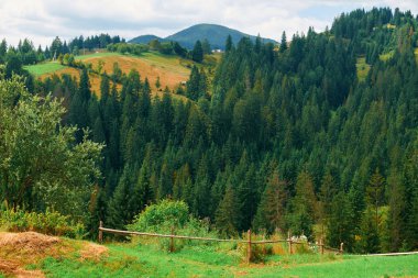 Güzel yaz manzara - tepelerde ladin, parlak güneşli bir günde bulutlu gökyüzü. Karpat dağları. Ukrayna. Avrupa. Seyahat arka planı.