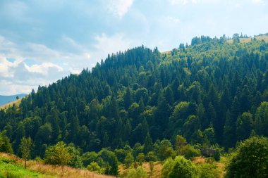 Güzel yaz manzara - tepelerde ladin, parlak güneşli bir günde bulutlu gökyüzü. Karpat dağları. Ukrayna. Avrupa. Seyahat arka planı.