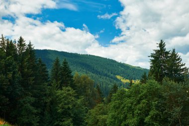 Güzel yaz manzara - tepelerde ladin, parlak güneşli bir günde bulutlu gökyüzü. Karpat dağları. Ukrayna. Avrupa. Seyahat arka planı.