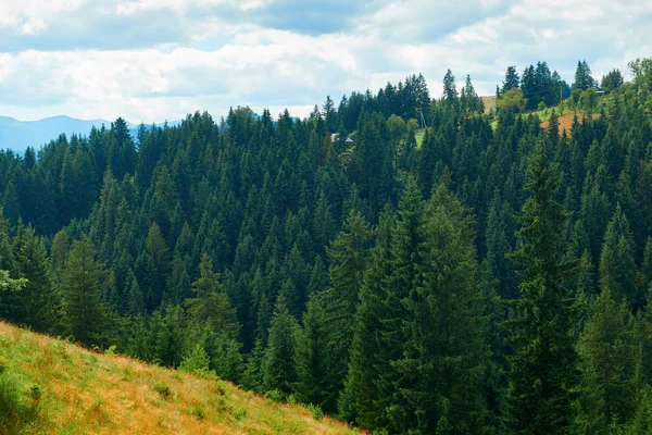 山上的云杉 - 美丽的夏季景观，明亮的阳光明媚的日子多云的天空。喀尔巴鄂山脉。乌克兰。欧洲。旅行背景. — 图库照片