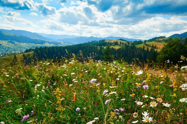 Hermoso paisaje de verano - flores silvestres primer plano en las colinas en el día soleado brillante. Pradera o pastizales. Montañas Cárpatas. Ucrania. Europa. Fondo de viaje . — Foto de Stock