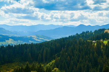 Tepelerde Ladin - güzel yaz manzara, parlak güneşli bir günde bulutlu gökyüzü. Karpat dağları. Ukrayna. Avrupa. Seyahat arka planı.