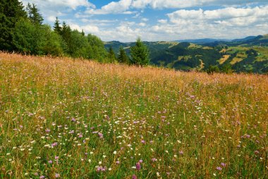 Güzel yaz manzara - parlak güneşli bir günde tepelerde kır çiçekleri closeup. Çayır ya da çayır. Karpat dağları. Ukrayna. Avrupa. Seyahat arka planı.