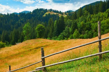 Tepelerde Ladin - güzel yaz manzara, parlak güneşli bir günde bulutlu gökyüzü. Karpat dağları. Ukrayna. Avrupa. Seyahat arka planı.