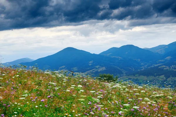 美しい夏の夕日と風景 - 夕方に丘の上に野生の花。牧草地や草原。カルパチア山脈ウクライナ。ヨーロッパ。旅行の背景. — ストック写真