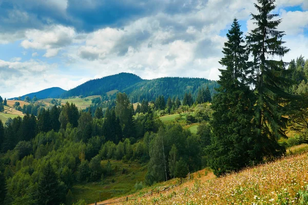 Tepelerde Ladin - güzel yaz manzara, parlak güneşli bir günde bulutlu gökyüzü. Karpat dağları. Ukrayna. Avrupa. Seyahat arka planı.