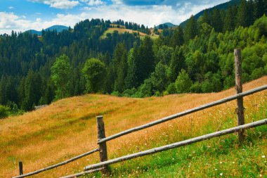 Tepelerde Ladin - güzel yaz manzara, parlak güneşli bir günde bulutlu gökyüzü. Karpat dağları. Ukrayna. Avrupa. Seyahat arka planı.