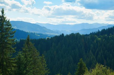 Tepelerde Ladin - güzel yaz manzara, parlak güneşli bir günde bulutlu gökyüzü. Karpat dağları. Ukrayna. Avrupa. Seyahat arka planı.