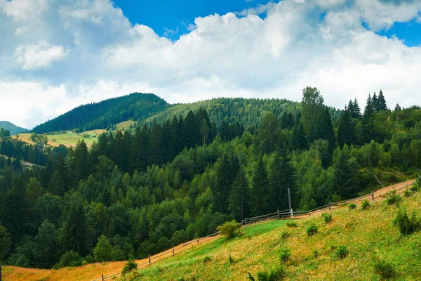 Tepelerde Ladin - güzel yaz manzara, parlak güneşli bir günde bulutlu gökyüzü. Karpat dağları. Ukrayna. Avrupa. Seyahat arka planı. — Stok fotoğraf