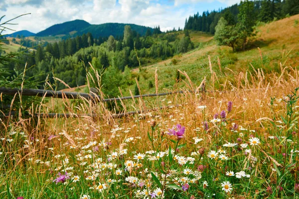 Beau paysage estival - fleurs sauvages en gros plan sur les collines par une journée ensoleillée. Prairie ou prairie. Les montagnes des Carpates. Ukraine. L'Europe. Contexte du voyage . — Photo