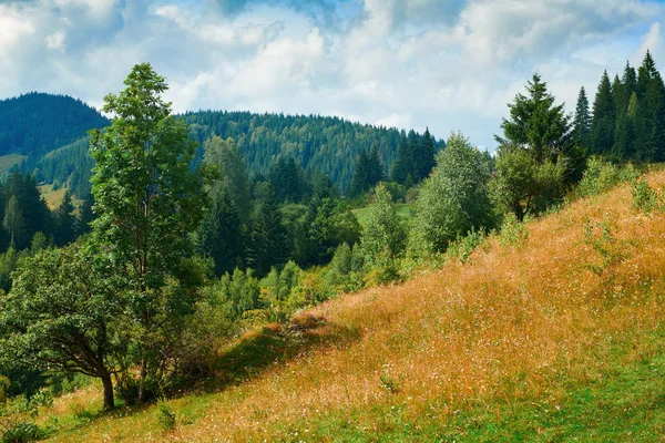 Spruces na wzgórzach-piękny letni krajobraz, pochmurne niebo w jasnym, słonecznym dniu. Karpat. Ukraina. Europie. Tło podróży. — Zdjęcie stockowe