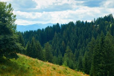 Tepelerde Ladin - güzel yaz manzara, parlak güneşli bir günde bulutlu gökyüzü. Karpat dağları. Ukrayna. Avrupa. Seyahat arka planı.