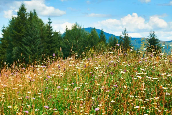 Hermoso paisaje de verano - flores silvestres primer plano en las colinas en el día soleado brillante. Pradera o pastizales. Montañas Cárpatas. Ucrania. Europa. Fondo de viaje . — Foto de Stock