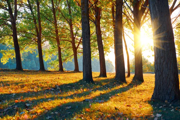 Bela clareira e árvores na floresta de outono, pôr do sol brilhante e paisagem na temporada de outono — Fotografia de Stock