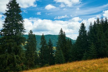 Güzel yaz manzara - tepelerde ladin, parlak güneşli bir günde bulutlu gökyüzü. Karpat dağları. Ukrayna. Avrupa. Seyahat arka planı.