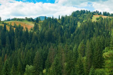 Tepelerde Ladin - güzel yaz manzara, parlak güneşli bir günde bulutlu gökyüzü. Karpat dağları. Ukrayna. Avrupa. Seyahat arka planı.