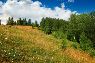 Tepelerde Ladin - güzel yaz manzara, parlak güneşli bir günde bulutlu gökyüzü. Karpat dağları. Ukrayna. Avrupa. Seyahat arka planı.