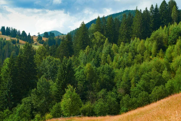 Spruces na wzgórzach-piękny letni krajobraz, pochmurne niebo w jasnym, słonecznym dniu. Karpat. Ukraina. Europie. Tło podróży. — Zdjęcie stockowe