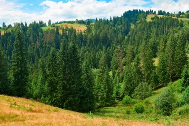 Tepelerde Ladin - güzel yaz manzara, parlak güneşli bir günde bulutlu gökyüzü. Karpat dağları. Ukrayna. Avrupa. Seyahat arka planı.