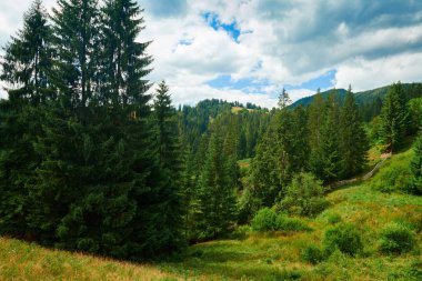 Tepelerde Ladin - güzel yaz manzara, parlak güneşli bir günde bulutlu gökyüzü. Karpat dağları. Ukrayna. Avrupa. Seyahat arka planı.