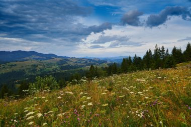 Güzel yaz gün batımı ve manzara - akşamları tepelerde kır çiçekleri. Çayır ya da çayır. Karpat dağları. Ukrayna. Avrupa. Seyahat arka planı.