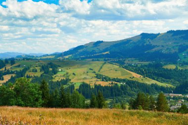 Tepelerde Ladin - güzel yaz manzara, parlak güneşli bir günde bulutlu gökyüzü. Karpat dağları. Ukrayna. Avrupa. Seyahat arka planı.