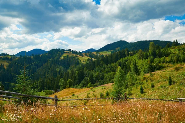 Spruces na wzgórzach-piękny letni krajobraz, pochmurne niebo w jasnym, słonecznym dniu. Karpat. Ukraina. Europie. Tło podróży. — Zdjęcie stockowe