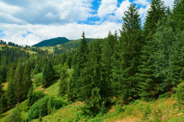 Tepelerde Ladin - güzel yaz manzara, parlak güneşli bir günde bulutlu gökyüzü. Karpat dağları. Ukrayna. Avrupa. Seyahat arka planı.