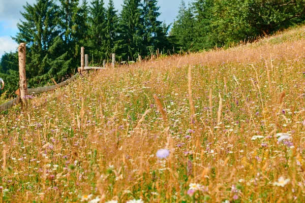 Hermoso paisaje de verano - flores silvestres primer plano en las colinas en el día soleado brillante. Pradera o pastizales. Montañas Cárpatas. Ucrania. Europa. Fondo de viaje . — Foto de Stock