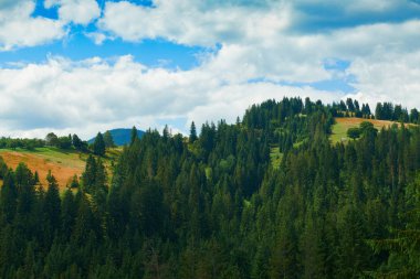 Tepelerde Ladin - güzel yaz manzara, parlak güneşli bir günde bulutlu gökyüzü. Karpat dağları. Ukrayna. Avrupa. Seyahat arka planı.