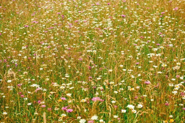 Schöne Sommerlandschaft - Wildblumen Nahaufnahme auf Hügeln bei strahlendem Sonnenschein. Wiese oder Grünland. Karpaten. Ukrainisch. Europa. Hintergrund der Reise. — Stockfoto