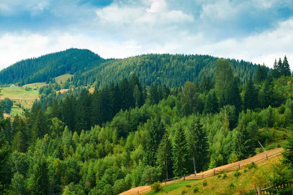 Tepelerde Ladin - güzel yaz manzara, parlak güneşli bir günde bulutlu gökyüzü. Karpat dağları. Ukrayna. Avrupa. Seyahat arka planı.