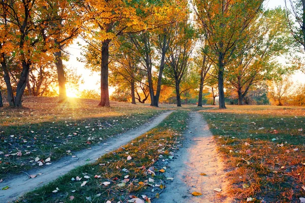 Route au sol et de beaux arbres dans la forêt d'automne, la lumière du soleil avec des ombres au coucher du soleil — Photo