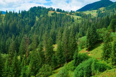 Tepelerde Ladin - güzel yaz manzara, parlak güneşli bir günde bulutlu gökyüzü. Karpat dağları. Ukrayna. Avrupa. Seyahat arka planı.
