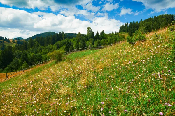 Épinettes sur les collines beau paysage d'été, ciel nuageux par une journée ensoleillée. Les montagnes des Carpates. Ukraine. L'Europe. Contexte du voyage . — Photo