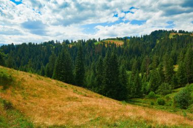 Tepelerde Ladin - güzel yaz manzara, parlak güneşli bir günde bulutlu gökyüzü. Karpat dağları. Ukrayna. Avrupa. Seyahat arka planı.