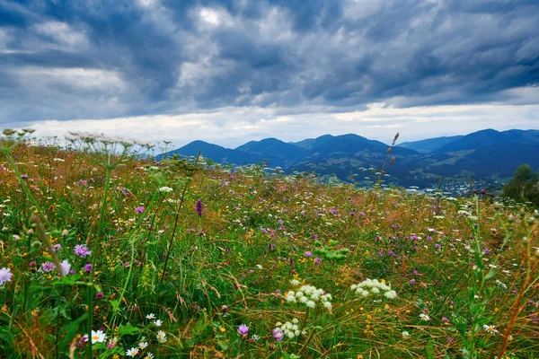 美しい夏の夕日と風景 - 夕方に丘の上に野生の花。牧草地や草原。カルパチア山脈ウクライナ。ヨーロッパ。旅行の背景. — ストック写真