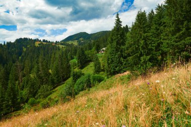 Tepelerde Ladin - güzel yaz manzara, parlak güneşli bir günde bulutlu gökyüzü. Karpat dağları. Ukrayna. Avrupa. Seyahat arka planı.