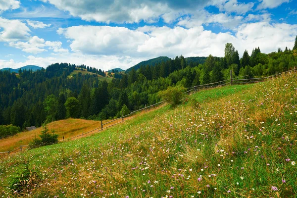 Fichten auf Hügeln - schöne Sommerlandschaft, wolkenverhangener Himmel bei strahlendem Sonnenschein. Karpaten. Ukrainisch. Europa. Hintergrund der Reise. — Stockfoto