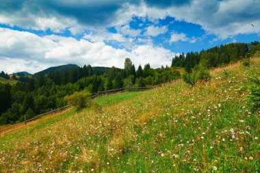 Tepelerde Ladin - güzel yaz manzara, parlak güneşli bir günde bulutlu gökyüzü. Karpat dağları. Ukrayna. Avrupa. Seyahat arka planı.