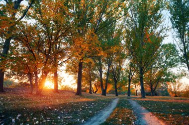 toprak yol ve sonbahar ormanda, gün batımında gölgeler parlak güneş ışığı güzel ağaçlar