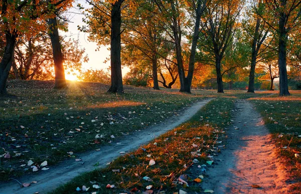 Route au sol et de beaux arbres dans la forêt d'automne, la lumière du soleil avec des ombres au coucher du soleil — Photo