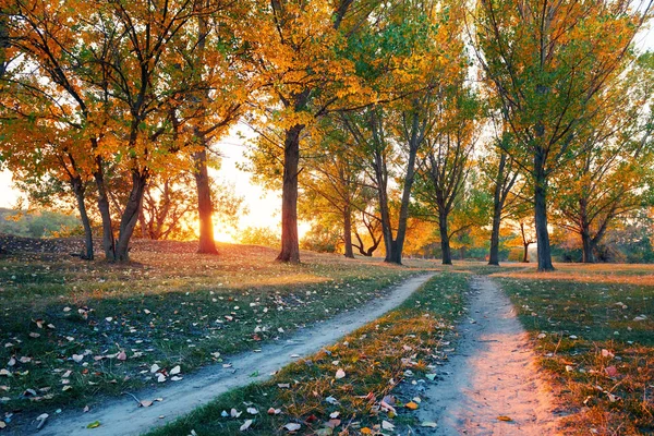 Route au sol et de beaux arbres dans la forêt d'automne, la lumière du soleil avec des ombres au coucher du soleil — Photo